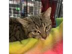 Adopt Java a Domestic Short Hair