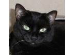 Adopt Scratchy: Courtesy Post a Domestic Shorthair / Mixed (short coat) cat in
