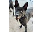 Adopt Rookie a German Shepherd Dog, Husky