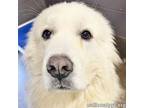Adopt Falcore in OH - A Big Lovable Goof! a Great Pyrenees