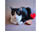 Adopt Cambridge a Black & White or Tuxedo Domestic Shorthair (short coat) cat in