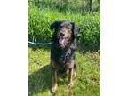 Adopt Chase a German Shepherd Dog / Gordon Setter / Mixed dog in Hyde Park