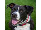 Adopt Jerrie a Black Labrador Retriever / Mixed dog in Evansville, IN (37856978)