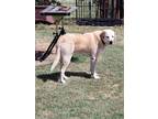 Adopt Doug a Labrador Retriever / Mixed dog in McKinney, TX (30263549)