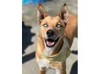 Adopt Monty a Tan/Yellow/Fawn Shepherd (Unknown Type) / Husky / Mixed dog in