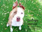 Adopt INDIGO a Brown/Chocolate - with White Mixed Breed (Medium) / Mixed dog in