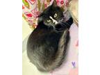 Adopt Jerry a Domestic Short Hair