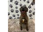 Adopt PENNY a Brindle Labrador Retriever / Mastiff / Mixed dog in Chicago Ridge