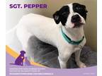Adopt Sergeant Pepper a Pit Bull Terrier, Jack Russell Terrier