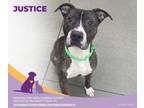 Adopt Justice a Pit Bull Terrier