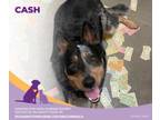 Adopt Cash a Australian Cattle Dog / Blue Heeler
