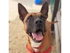 Adopt Harley a Brown/Chocolate Shepherd (Unknown Type) / Mixed Breed (Large) /