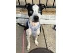 Adopt Pluto a Pit Bull Terrier, Border Collie