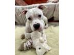 Adopt Blanco a Mixed Breed