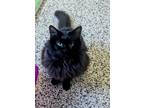 Adopt Prime Minister 51680 a Domestic Medium Hair, Domestic Short Hair