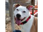 Adopt ROXY a White - with Tan, Yellow or Fawn Mixed Breed (Large) / Mixed Breed