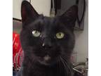 Adopt Squeaky: Courtesy Post a Domestic Shorthair / Mixed (short coat) cat in