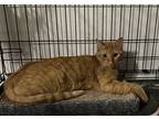 Adopt Charlie a Orange or Red Tabby Domestic Shorthair (short coat) cat in Baton
