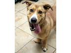 Adopt George a Tan/Yellow/Fawn - with White Basset Hound / German Shepherd Dog /