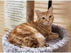 Adopt Catness a Orange or Red Domestic Shorthair / Domestic Shorthair / Mixed