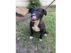 Adopt TREY a Black Retriever (Unknown Type) / Mixed dog in Houston