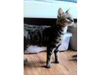 Adopt Cantana a Brown Tabby Domestic Shorthair (short coat) cat in Oklahoma