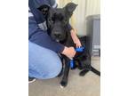 Adopt cooper a Black - with White Labrador Retriever / Pit Bull Terrier / Mixed