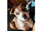 Adopt Malachi a Brindle - with White American Pit Bull Terrier / Mixed dog in