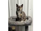 Adopt Sass a Domestic Shorthair / Mixed (short coat) cat in Hartford City