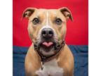Adopt Shandy Isle a Tan/Yellow/Fawn Pit Bull Terrier / Mixed dog in Mission