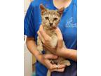 Adopt Curly a Gray or Blue Domestic Shorthair / Domestic Shorthair / Mixed cat