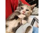 Adopt Possum a Gray or Blue Domestic Shorthair / Domestic Shorthair / Mixed cat