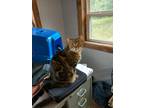 Adopt Newby a Brown Tabby Domestic Shorthair (short coat) cat in San Antonio