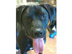 Adopt Lexie a Black Terrier (Unknown Type, Medium) / Labrador Retriever / Mixed