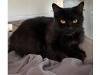 Adopt 655674 a All Black Domestic Mediumhair / Domestic Shorthair / Mixed cat in