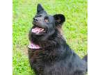 Adopt Remi a Black Schipperke / Mixed dog in Waco, TX (37973278)