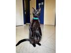 Adopt Jinx a All Black Domestic Shorthair / Mixed (short coat) cat in Round