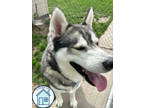 Adopt Hugo a Tan/Yellow/Fawn Mixed Breed (Large) / Mixed dog in Walla Walla