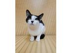 Adopt Duchess a All Black Domestic Shorthair / Domestic Shorthair / Mixed cat in
