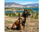 Adopt Pink a Tan/Yellow/Fawn - with Black Belgian Malinois / Mixed dog in Ogden
