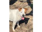 Adopt Melvin Douglas a White - with Red, Golden, Orange or Chestnut Jack Russell