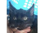 Adopt Vee a Domestic Shorthair / Mixed (short coat) cat in St.