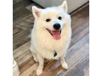 Adopt McDreamy (Niko) a American Eskimo Dog