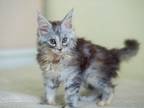 Gorgeous Maine Coon Kitten
