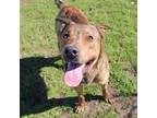 Adopt Porter a Plott Hound, Mixed Breed