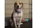 Adopt Ryder a Black Beagle / Mixed dog in Harrisonburg, VA (38115312)