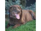 Adopt Dash a Chocolate Labrador Retriever