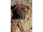 Adopt Dusty a Pit Bull Terrier, Chocolate Labrador Retriever