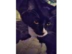 Adopt Dash a Domestic Shorthair / Mixed cat in Calimesa, CA (28064623)