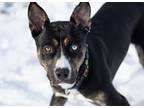 Adopt Pax a Pit Bull Terrier, Husky